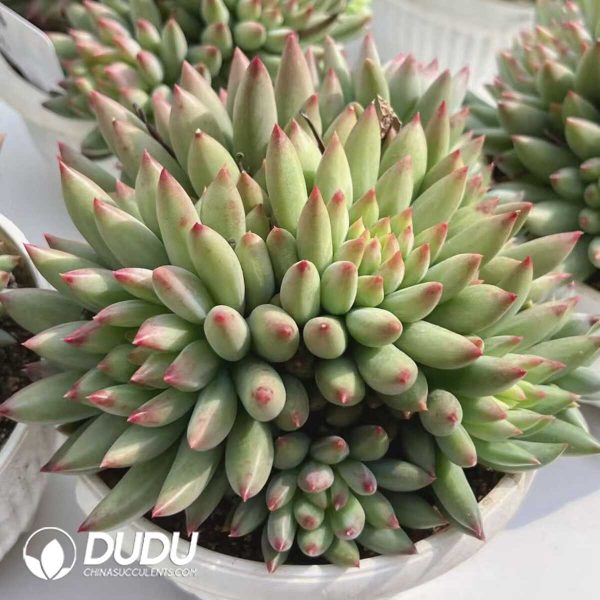 e201-406.jpg Pachyphytum Yan Zi Clustering - Image 1