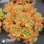 Echeveria Persian Blue Card Clustering