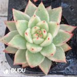 Echeveria Sakura Maria Variegated