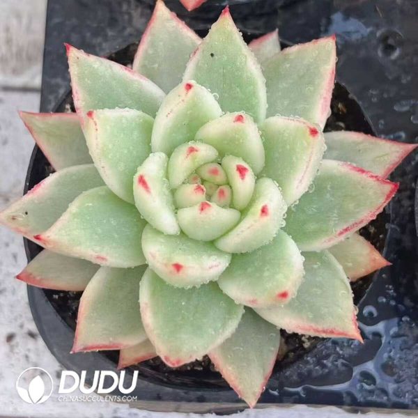 e201-409.jpg Echeveria Sakura Maria Variegated - Image 1