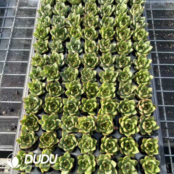 $0.19*105Pcs Echeveria Moon Stone Seedlings - Image 1