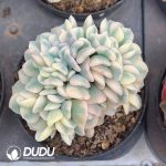 Echeveria Exotic White Marginata Variegated Cristata