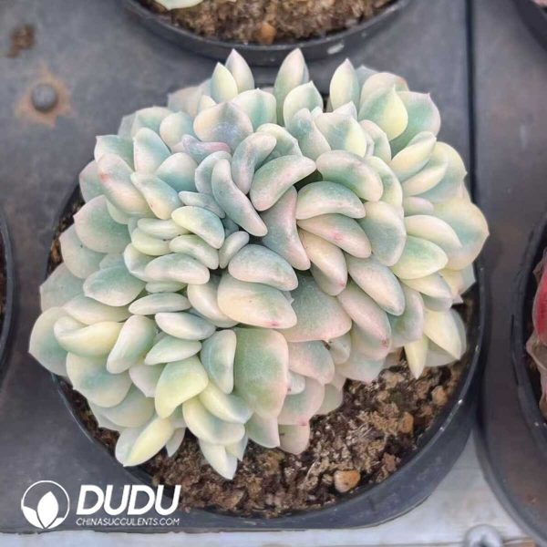 Echeveria Exotic White Marginata Variegated Cristata - Image 1