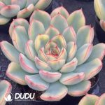 Echeveria Lotus Yeollow Variegated