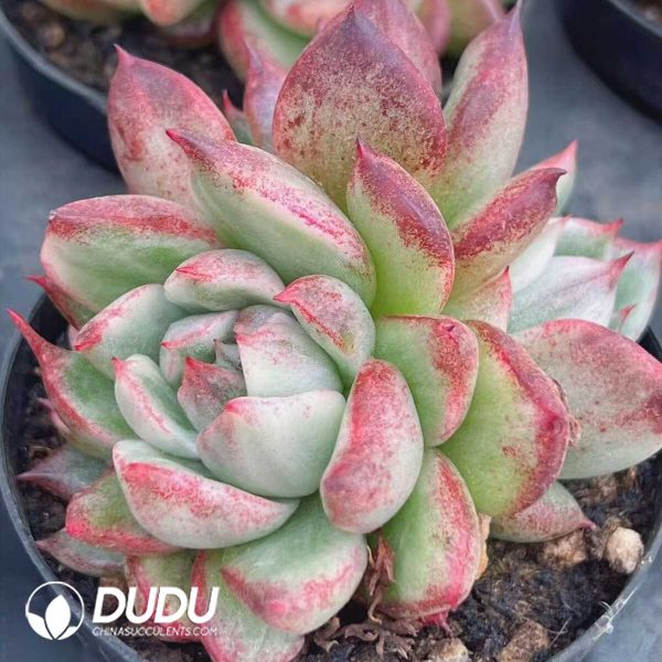 Echeveria King Maria Variegated (Single-headed with cub) - Image 1