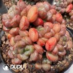 Graptopetalum Grape Clustering