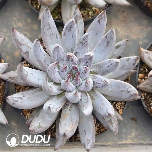 e201-416.jpg Echeveria Big Devil's Claw - Image 1