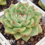 Echeveria Purple Jade Jenny Variegated