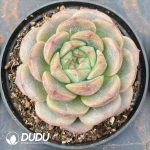Echeveria Kadoli