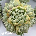 Echeveria Queen Maria Clustering