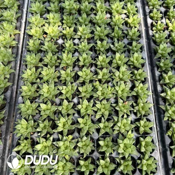 $0.26*105Pcs Haworthia Cooperi Seedlings - Image 1