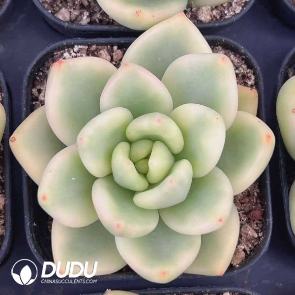 Echeveria Agavoides scaphophylla Marginata Variegated - Image 1