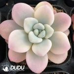 Graptopetalum Miul White Marginata Variegated