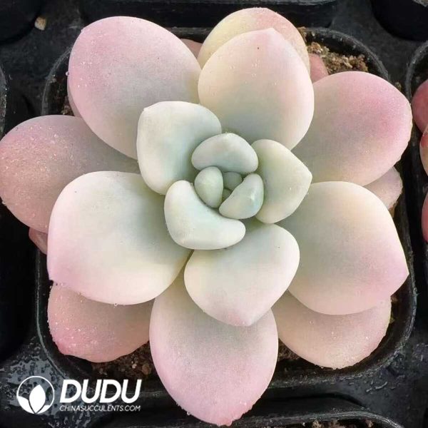 e201-424.jpg Graptopetalum Miul White Marginata Variegated - Image 1