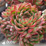 Echeveria Cherry Honey 3–4 Heads Clustering