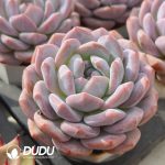 Echeveria Tina