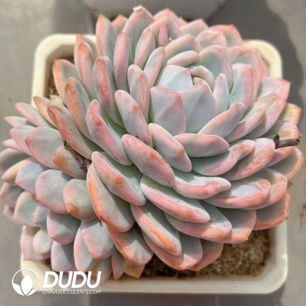 e201-428.jpg Echeveria Mother Plant Orange Monroe Variegated Single Head With Pup - Image 1