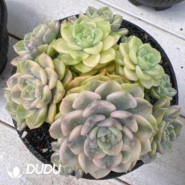 e201-429.jpg Echeveria Little Bell Variegated Clustering - Image 1