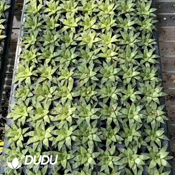 $0.26*105Pcs Haworthia Crystal Seedlings - Image 1