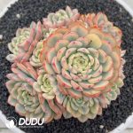 Echeveria Minima Variegated Clustering