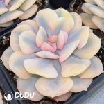 Echeveria Exotic White Marginata Variegated
