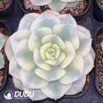 Echeveria Premium Nicoxana Variegated