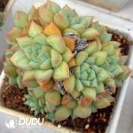 Echeveria Golden Ivory Clustering
