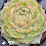 Echeveria Glazed Calyx