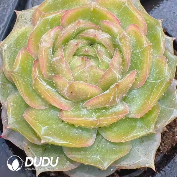 Echeveria Glazed Calyx - Image 1