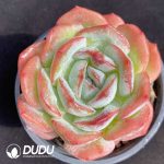 Echeveria pulidonis Monstrose