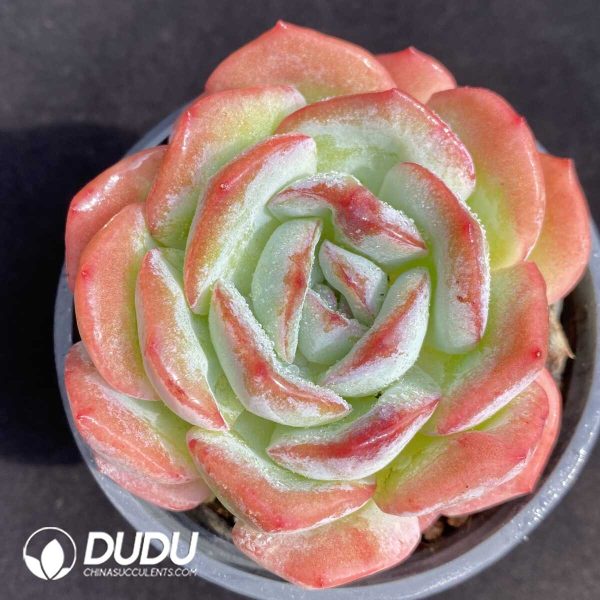 e201-438.jpg Echeveria pulidonis Monstrose - Image 1