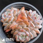 Echeveria Star Orange Clustering