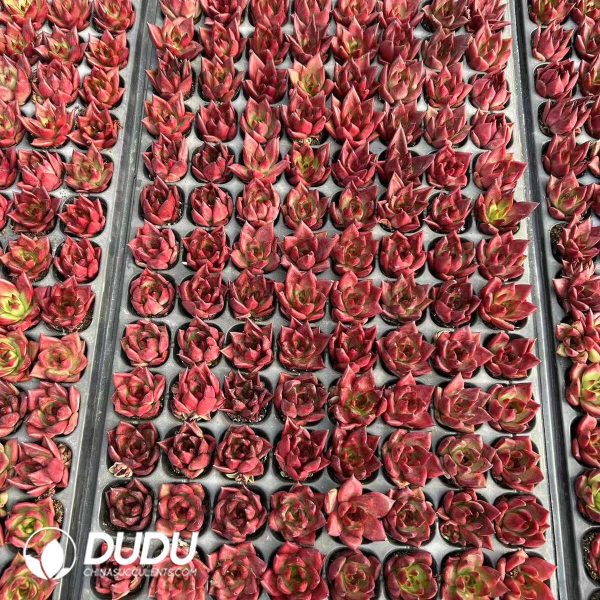 $0.29*128Pcs Echeveria Rubin Seedlings - Image 1
