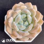 Echeveria Miss Sweetheart