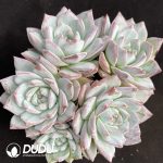 Echeveria Pink Bluebird Clustering