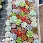 Echeveria 55mm Mix 54pcs