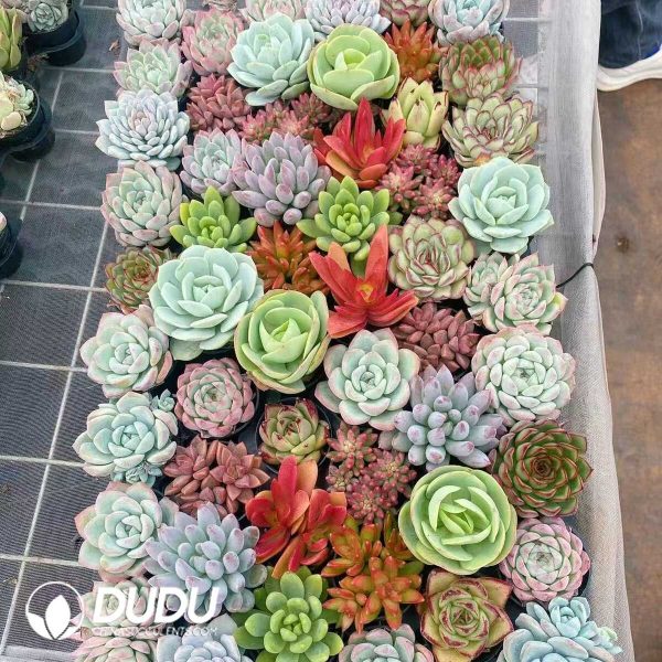 Echeveria 55mm Mix 54pcs - Image 1