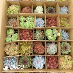 Echeveria 90mm Mix 35pcs