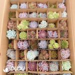 Echeveria 70mm Colorful Mix 54pcs