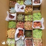 Echeveria 110mm Colorful Mix 24pcs
