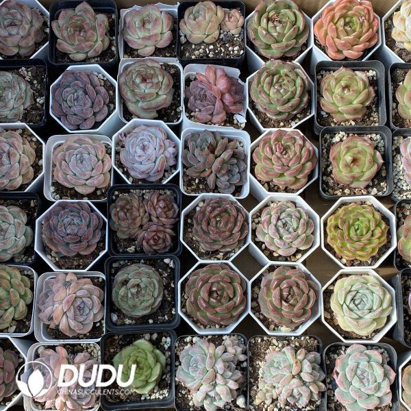 Echeveria 70mm Random Mix 54pcs - Image 1