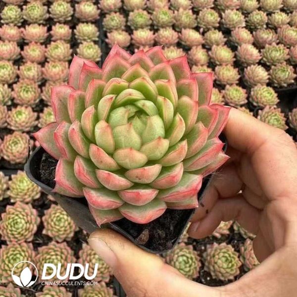 e201-453.jpg Echeveria Lime - Image 1