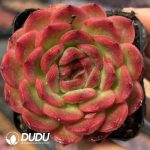 Echeveria Rose Garden