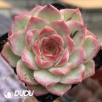 Echeveria Wangjiao Rose