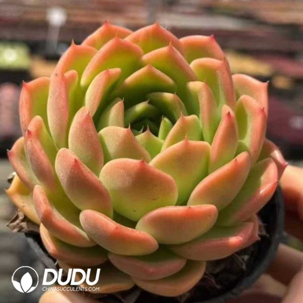 e201-456.jpg Echeveria Orange Soda - Image 1