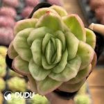 Echeveria Ice Rose Variegated