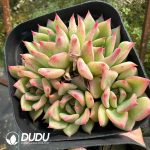 Echeveria AK Maria Clustering