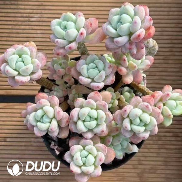 e201-460.jpg Sedum Cherry Blossom Rolly Clustering - Image 1