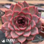 Echeveria Cherry Wood