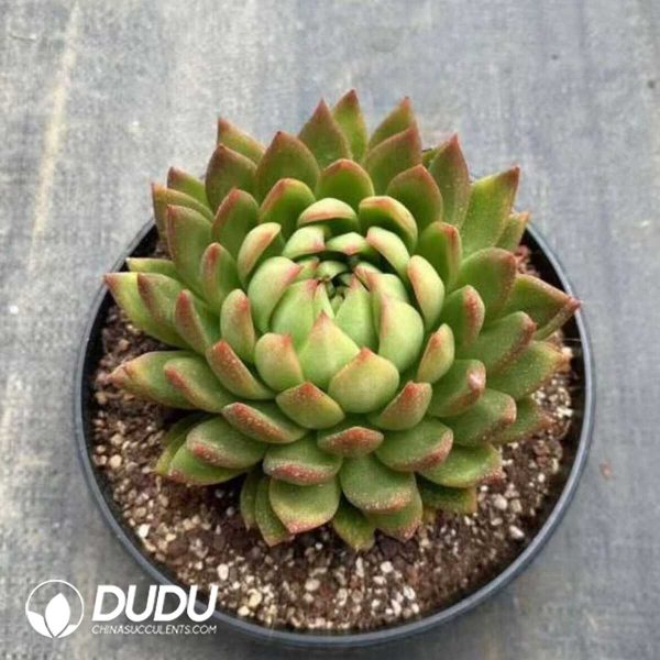 e201-463.jpg Echeveria Sakyamuni - Image 1